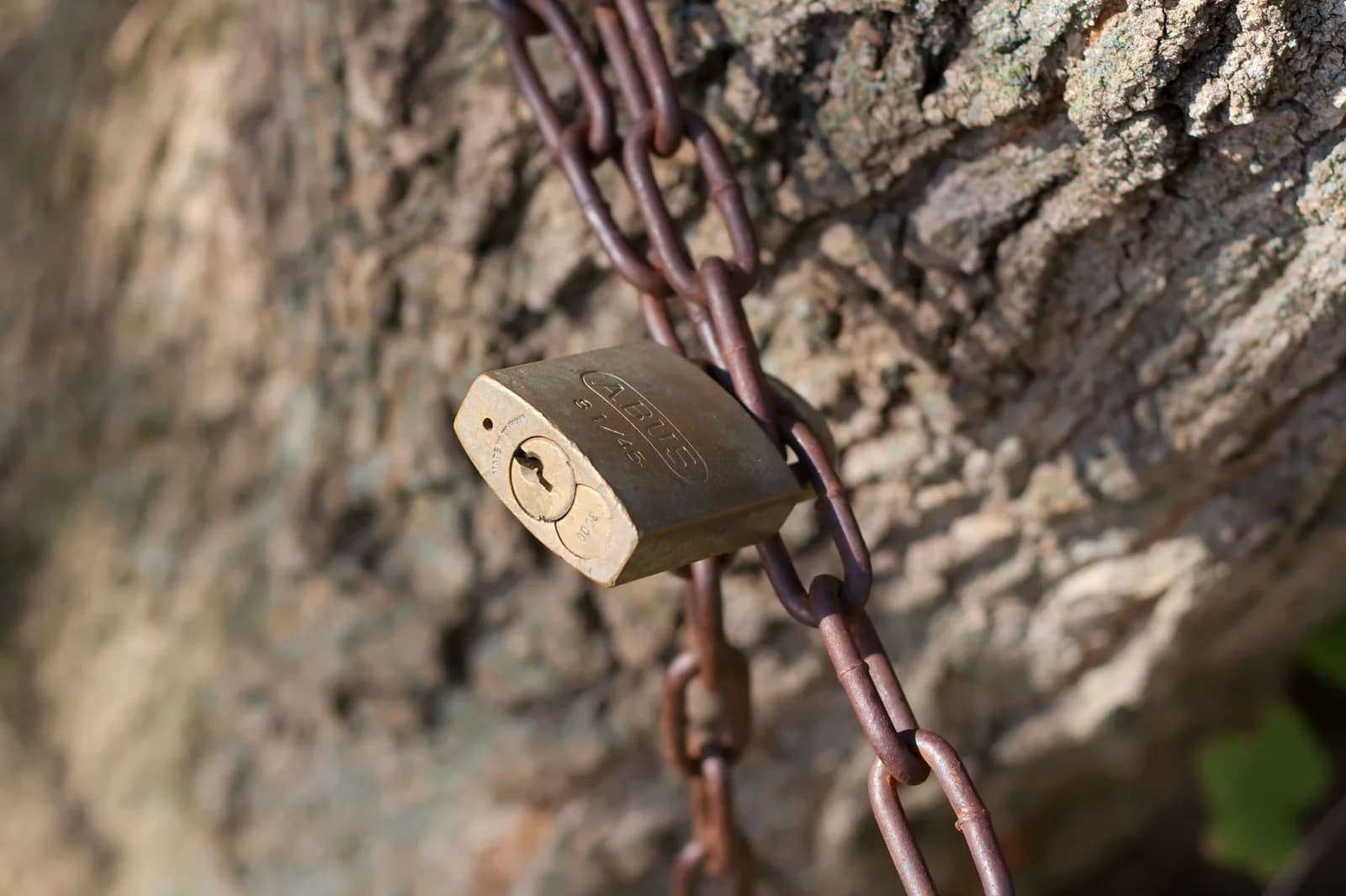 Brass padlock fastened through a rusty chain wrapped around a tree trunk