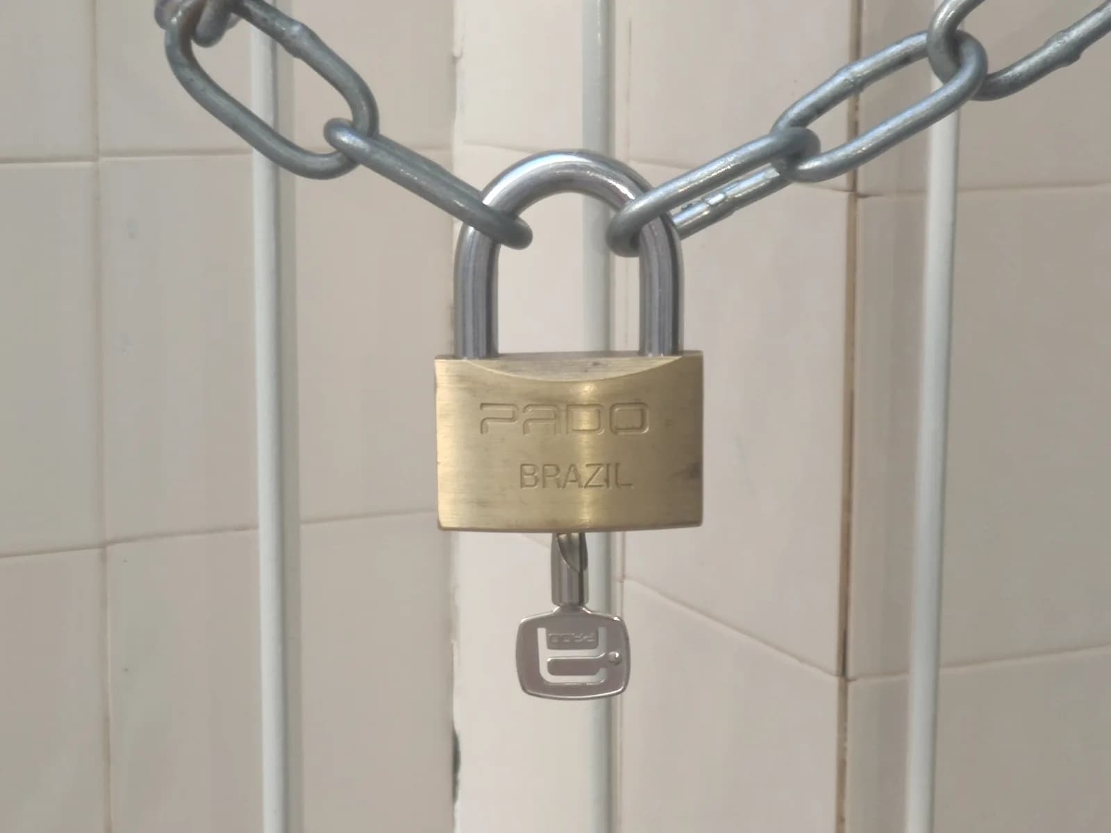 A brass padlock with a key in it locking a heavy steel chain against a white tiled wall