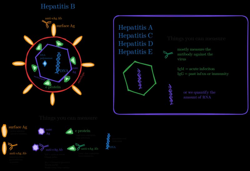 Hand-drawn style medical diagram of the hepatitis B virus with labelled antigens, DNA and a list of measurable markers