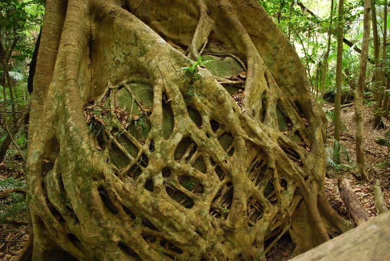 Strangler fig roots forming a dense lattice around a large boulder in rainforest at Katandra Reserve, New South Wales