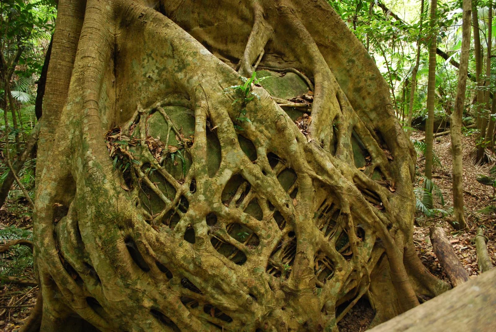 Strangler fig roots forming a dense lattice around a large boulder in rainforest at Katandra Reserve, New South Wales